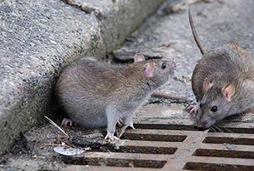 imagem dedetização de ratos gj dedetizadora